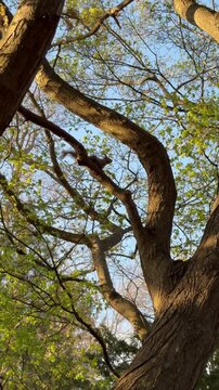 A Hokkaido squirrel swiftly moves across a tree in the morning sun