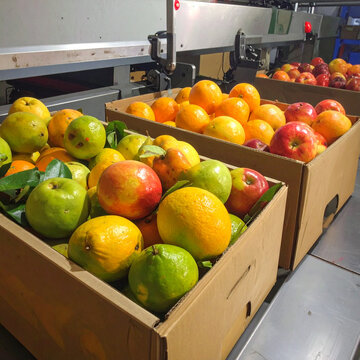 Verse fruitoogst in kartonnen dozen