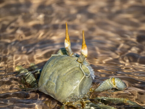 Granchio verde mimetizzato su fondale sabbioso in acqua bassa, con chele sollevate e riflessi dorati sulla superficie, in un ambiente costiero naturale.
