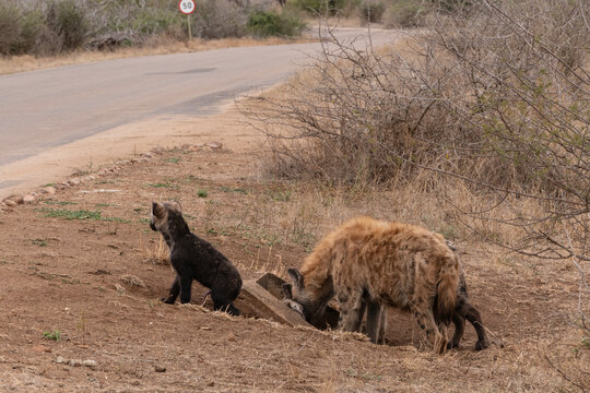 Iena maculata che attraversa una strada asfaltata in ambiente arido, con vegetazione secca sullo sfondo, comportamento naturale in contesto selvatico africano.
