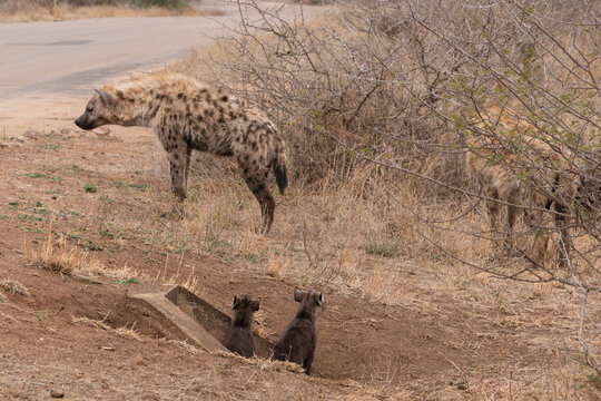 Iena maculata che attraversa una strada asfaltata in ambiente arido, con vegetazione secca sullo sfondo, comportamento naturale in contesto selvatico africano.
