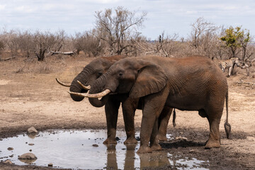 Fototapeta premium African elephants drinking and standing near a muddy waterhole in a dry savanna environment. Natural wildlife scene captured in daylight