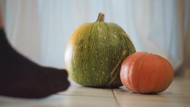 Kitchen tile pumpkins and child reaching, little helper in socks gently lifts large green squash next to small orange pumpkin, soft sunlight through curtains, warm domestic mood, prepping produce