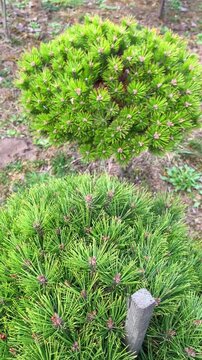 Beautiful landscaped garden featuring a variety of evergreen, decorative trees including blue spruce, sculpted pines, juniperus and ornamental conifers