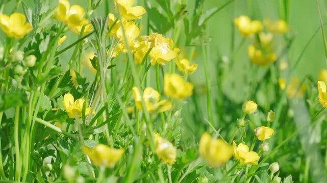 Blooming yellow buttercup field flora botanical plant Ranunculus acris vibrant petals green leaves, Wild meadow summer nature outdoor scenic rural sunlight bright scene, warm summer and natural beauty
