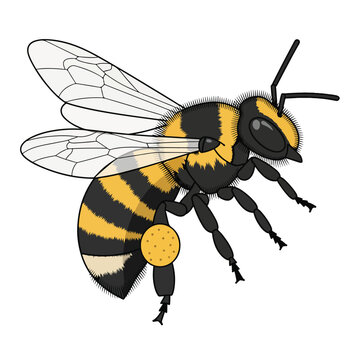 Detailed illustration of a yellow jacket.