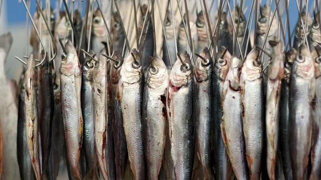 A lot of small raw fish are hanging on metal hooks. Drying process of catch in commercial production facility. Seafood preparation for sale in local fish market.