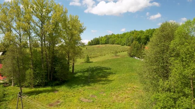 Slow Cinematic Drone Push through Forest to Pine Nursery on a Hill