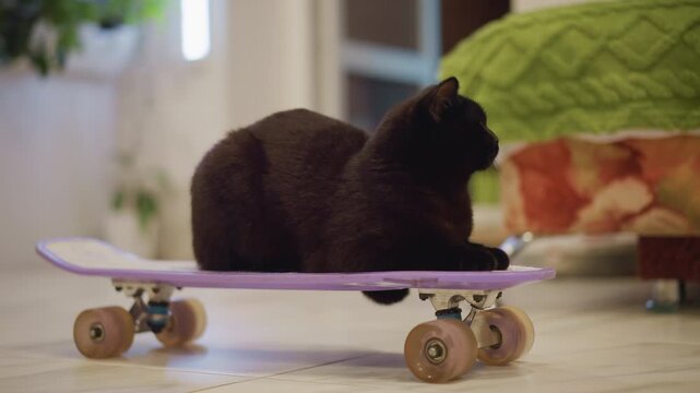 Black cat on skateboard at home, cozy bedroom scene with child gently pushing purple board across tiled floor near green quilted bedspread, indoor plant and pumpkin in background, quiet playful