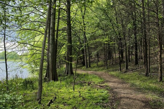 Beautiful spring landscape of a hiking trail in a lush green forest beside a peaceful lake at Ferne Clyffe State Park in Johnson County, Illinois.