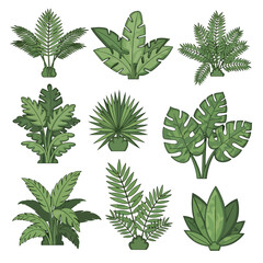 Various tropical green leafy plants illustration. © Makdum