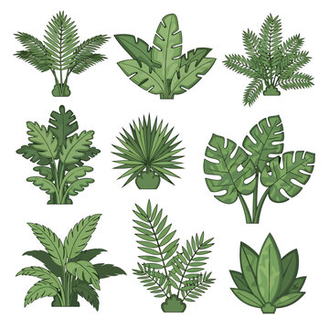 Various tropical green leafy plants illustration.