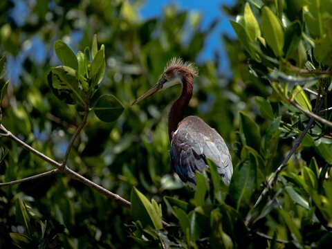 Garza en un manglar