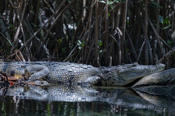 Fototapeta premium Cocodrilo tomando el sol denttro de un manglar
