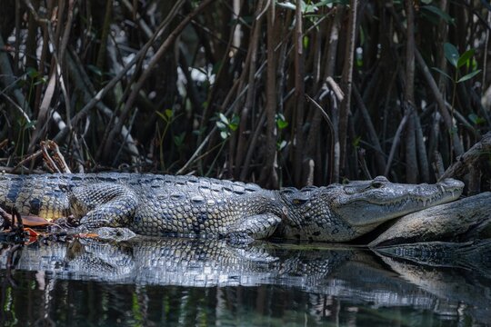 Cocodrilo tomando el sol denttro de un manglar