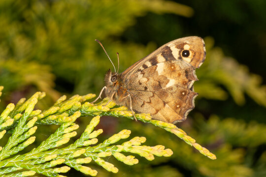 A speckled wood butterfly (Pararge aegeria) side view showing face and wing detail