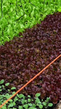 Rows of various lettuce cultivars, including red and green varieties, sprouting and developing in a large, controlled greenhouse environment for modern agricultural food production