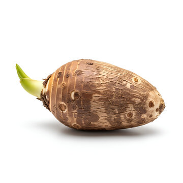 Closeup shot of a taro root with a small green sprout isolated on white.