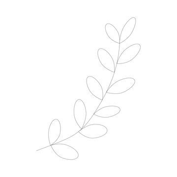 Hand-drawn branch made in vector. Isolated wild flower and leaves. Herbal engraved style illustration. Detailed botanical sketch for coloring, organic cosmetic	
