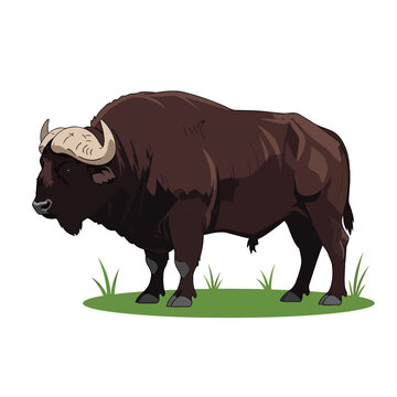 Large Brown Bison Standing Alone.