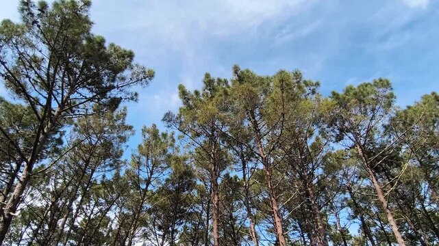 Tall pine trees swaying gently in the wind beneath a bright blue sky with soft clouds in a peaceful forest landscape.