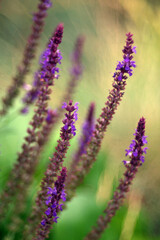 Obraz premium Purple salvia nemorosa flowers blooming in summer garden macro