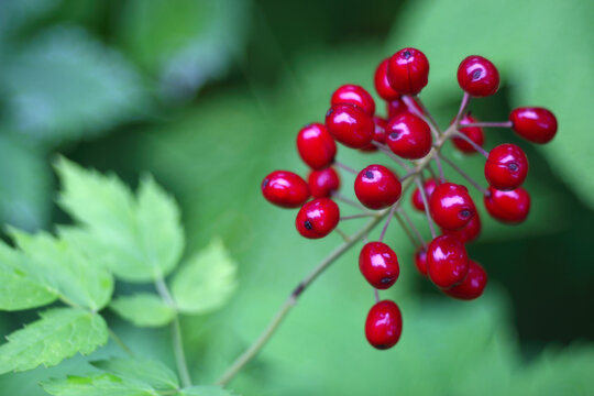 Red baneberry actaea rubra poisonous berries in summer forest