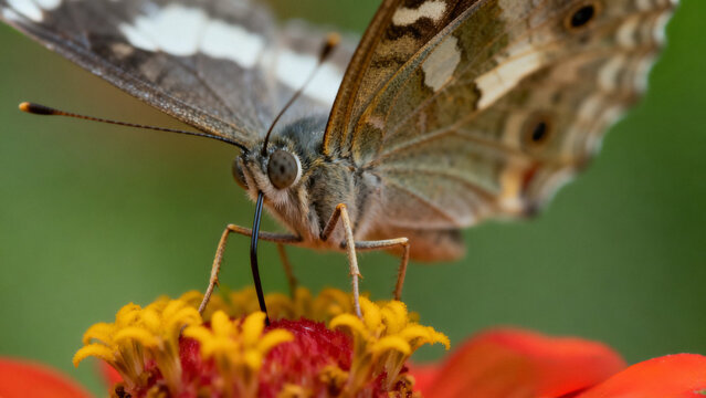 Extreme close up of a butterfly drinking nectar from a vibrant red flower