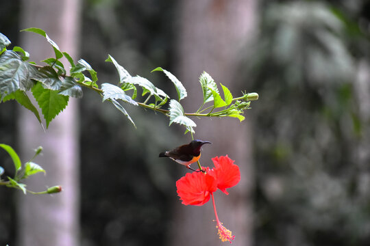 Close-up view of a yellow-bellied or olive-backed sunbird has been collecting nectar from a red flower in nature.