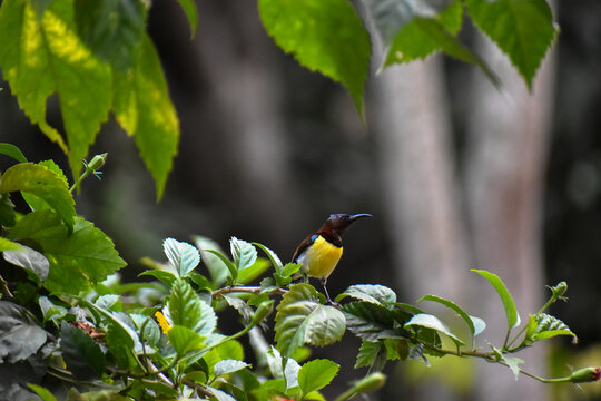 Close-up view of a yellow-bellied or olive-backed sunbird has been collecting nectar from a red flower in nature.