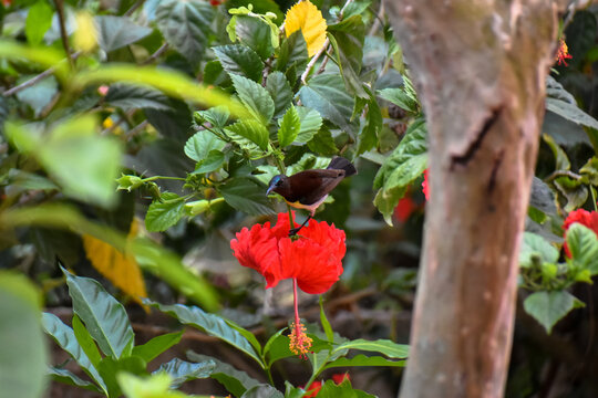 Close-up view of a yellow-bellied or olive-backed sunbird has been collecting nectar from a red flower in nature.