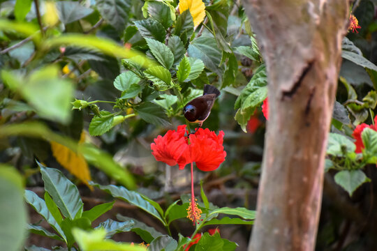 Close-up view of a yellow-bellied or olive-backed sunbird has been collecting nectar from a red flower in nature.