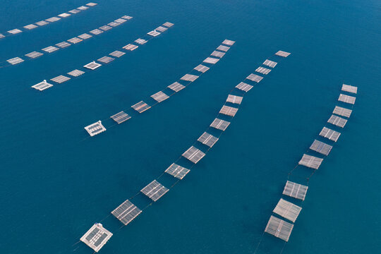 Aerial view of oyster farming rafts floating in the deep blue sea water of the Itoshima Peninsula in Itoshima, Fukuoka, Japan.