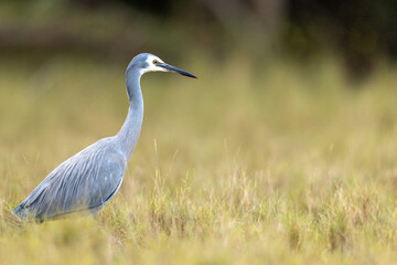 Fototapeta premium White faced heron standing in grassy field looking for food