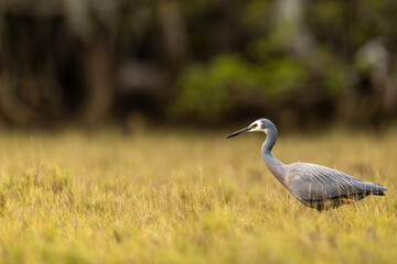 Fototapeta premium A White faced Heron Portrait Standing in Grassland Environment Fauna