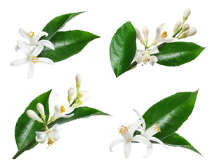Fototapeta premium Citrus flowers and green leaves on white background, collage