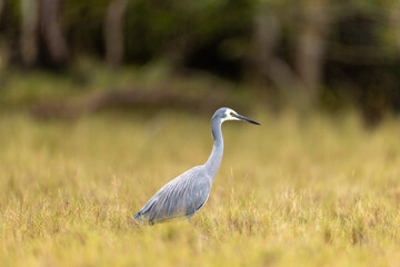 Fototapeta premium White Faced Heron in Grasslands Australia Beautiful Bird Portrait