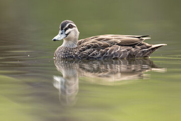 Fototapeta premium Pacific Black Duck Swimming Serene Lake Reflection Portrait Style Photography