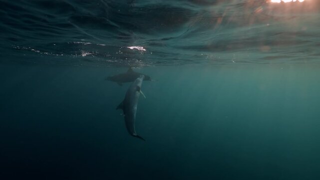 Bottlenose dolphins playfully interact with a porcupine fish in the open sea, displaying rare, intelligent behavior. A unique and fascinating glimpse into wild marine life in its natural habitat.