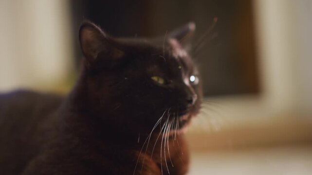 Home closeup black cat drooling windowsill, soft warm light, whiskers glistening, sleepy gaze, calm posture, domestic interior, cozy evening mood, subtle bokeh, intimate pet portrait