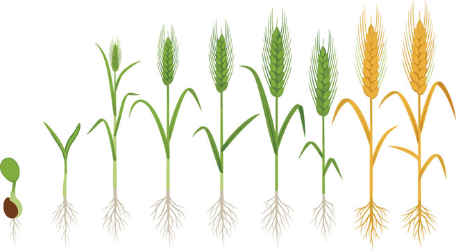Wheat Growth Stages from Seedling to Harvest, Ideal for Agricultural, Farming, and Educational Illustrations