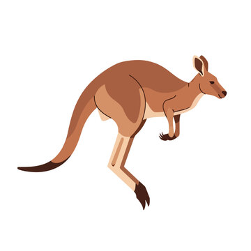 Brown Kangaroo in Motion Profile View.