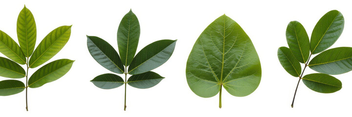 Collection of four different types of green leaves isolated on a plain white background, for botany