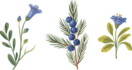 Botanical elements set, wildflowers and berries branches, hand drawn natural vector illustration collection © Kaiyum