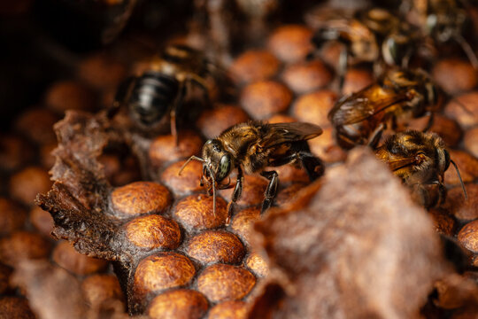 Macro photograph of stingless bees (Melipona illota), pollinators of the Amazon, concept of conservation and biodiversity of the melipona bee in the rainforest, for World Bee Day
