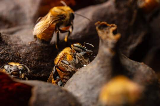 Macro photograph of native stingless bees (Melipona eburnea), pollinators of the Peruvian Amazon, concept of conservation and biodiversity of the melipona bee in the rainforest, for World Bee Day