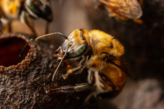 Macro photograph of native stingless bees (Melipona eburnea), pollinators of the Peruvian Amazon, concept of conservation and biodiversity of the melipona bee in the rainforest, for World Bee Day