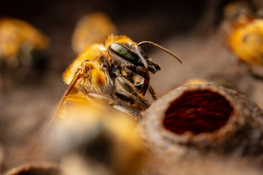 Macro photograph of native stingless bees (Melipona eburnea), pollinators of the Peruvian Amazon, concept of conservation and biodiversity of the melipona bee in the rainforest, for World Bee Day