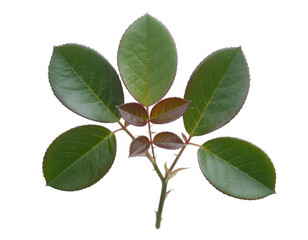 Naklejka premium Green rose leaf branch with small new leaves isolated on a plain white background, close up