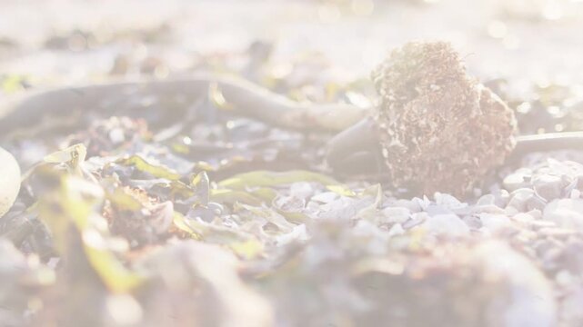 Camera panning, focus shifting, algae cluster revealing grit, seaweed layers under backlit haze